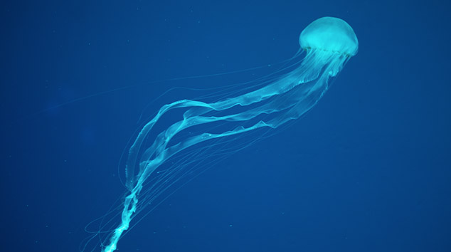 Large jelly fish, with long stingers, floating in deep blue water.