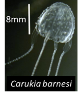 Carukia barnesi. 