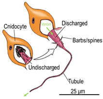 nematocysts diagram