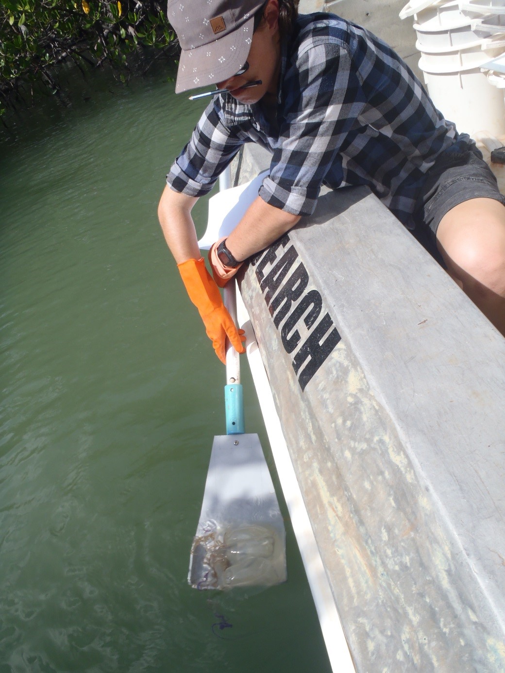 Catching bix jellyfish