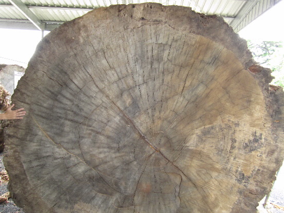 tree rings - kauri pine