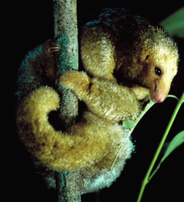  silky anteater. 