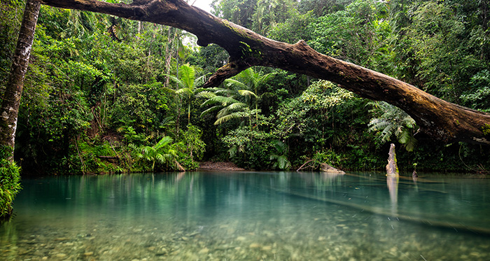 jungle, Top 10 Most Beautiful Jungles of the World (Updated 2021), Phenomenal Place