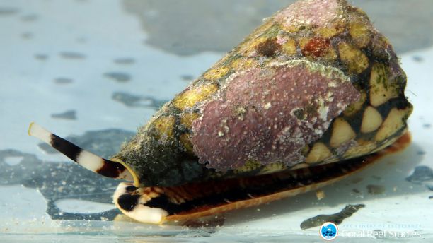 Cone snail in aquarium