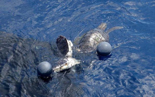 Sea turtle stuck in fishing net