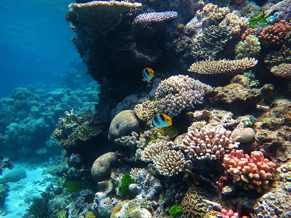 Coral reef profile
