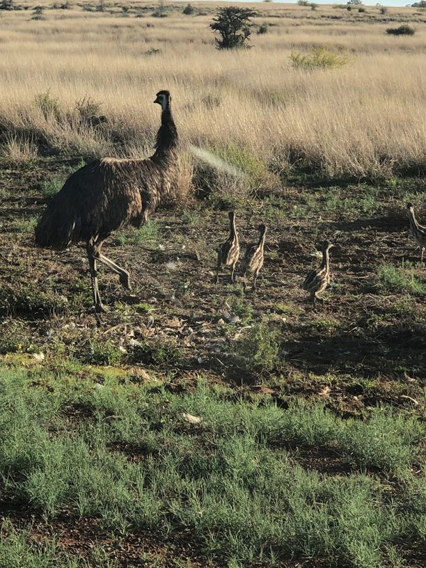 Emu and chicks