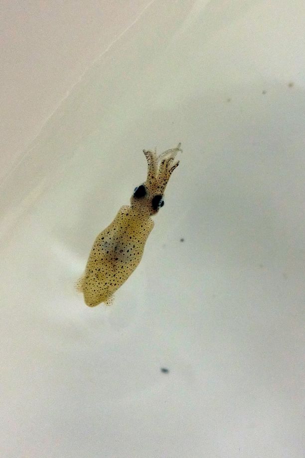A close-up image of the two-toned pygmy squid in a tank. The small squid has translucent skin covered in black speckles.  