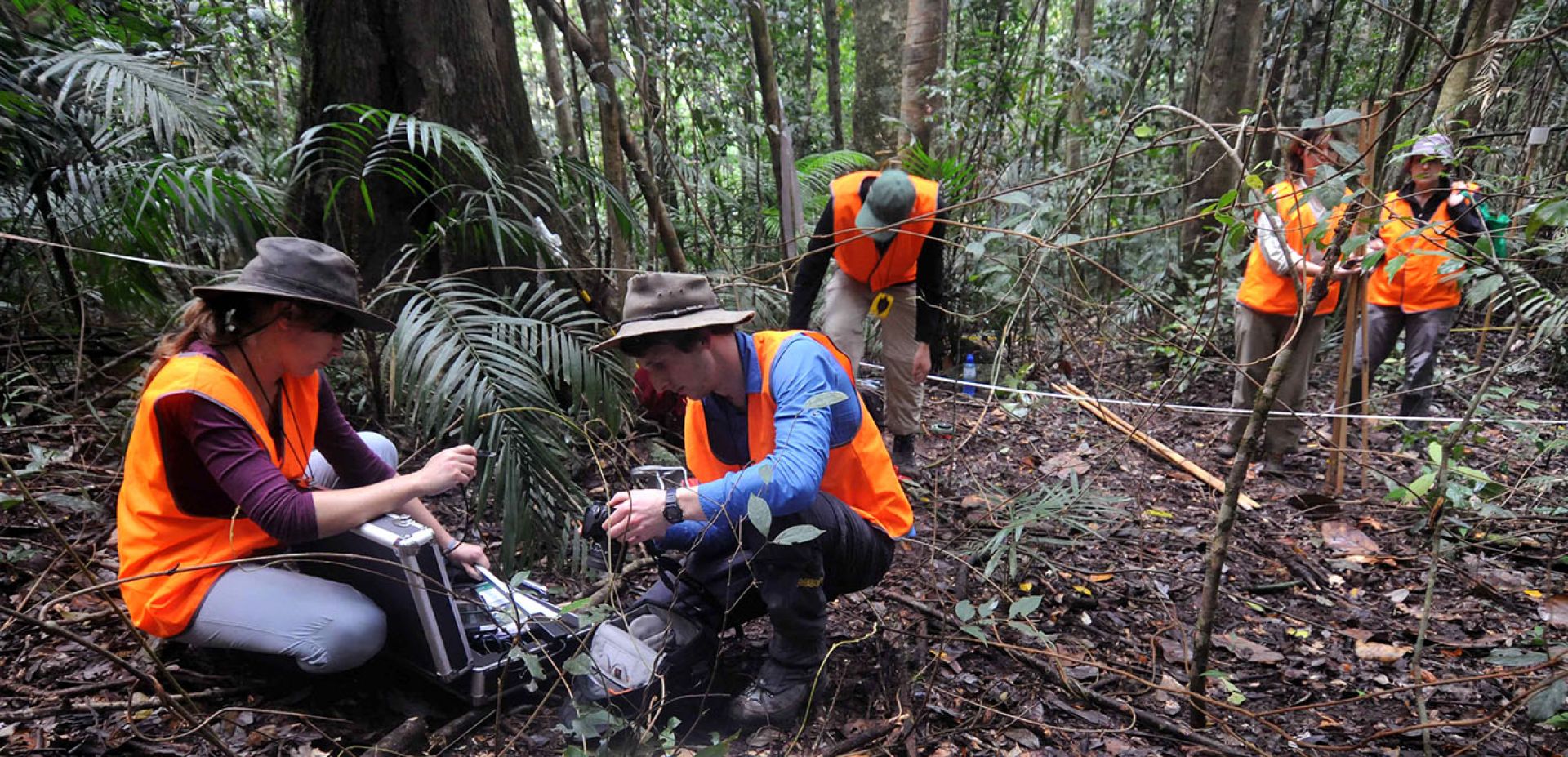 Researchers in orange vests setting up monitoring equipment in the under-storey of tropical rainforest