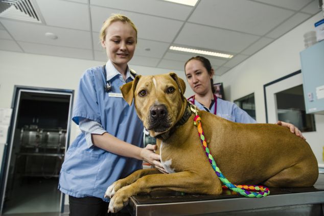 Students and patient at JCU veterinary school