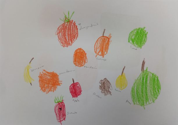 A Montessori students drawing of fresh produce, including an apple, a pear, an orange, a mandarin and a dragonfruit. 