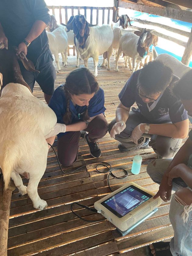 Two people kneeling next to a white and brown goat looking at an ultrasound image on a screen in front of them. 