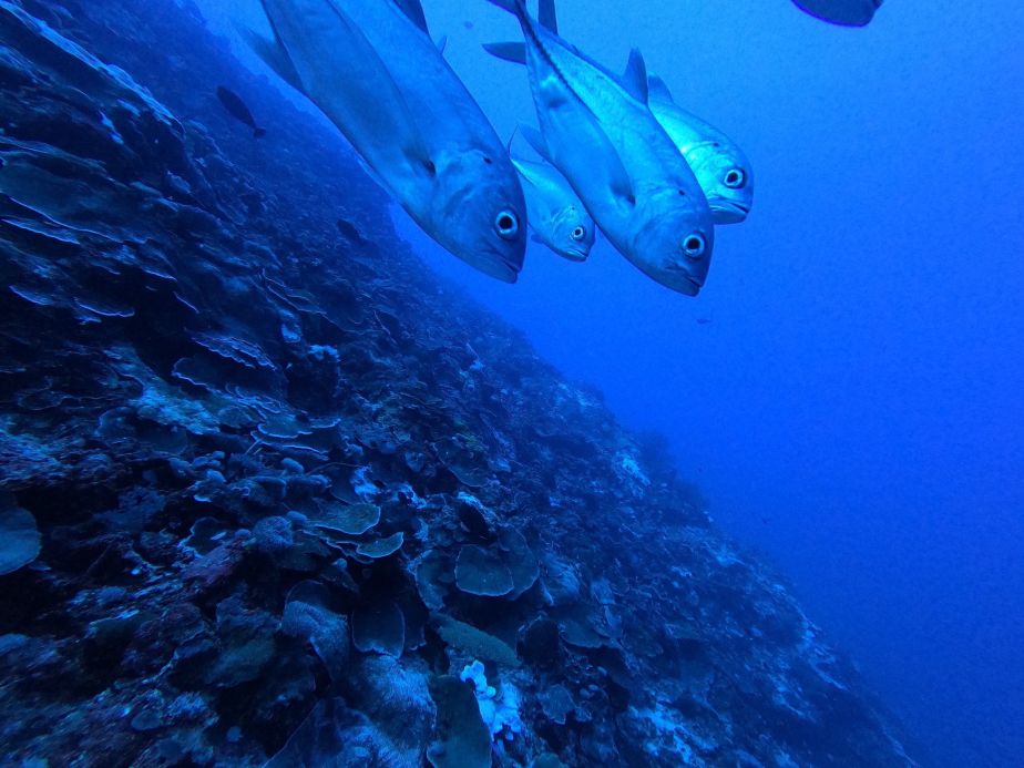 An image captured at Bougainville Reef during the one of the surveys, 67m below water. IMAGE: Gemma Galbraith/Hoey Reef Ecology Lab