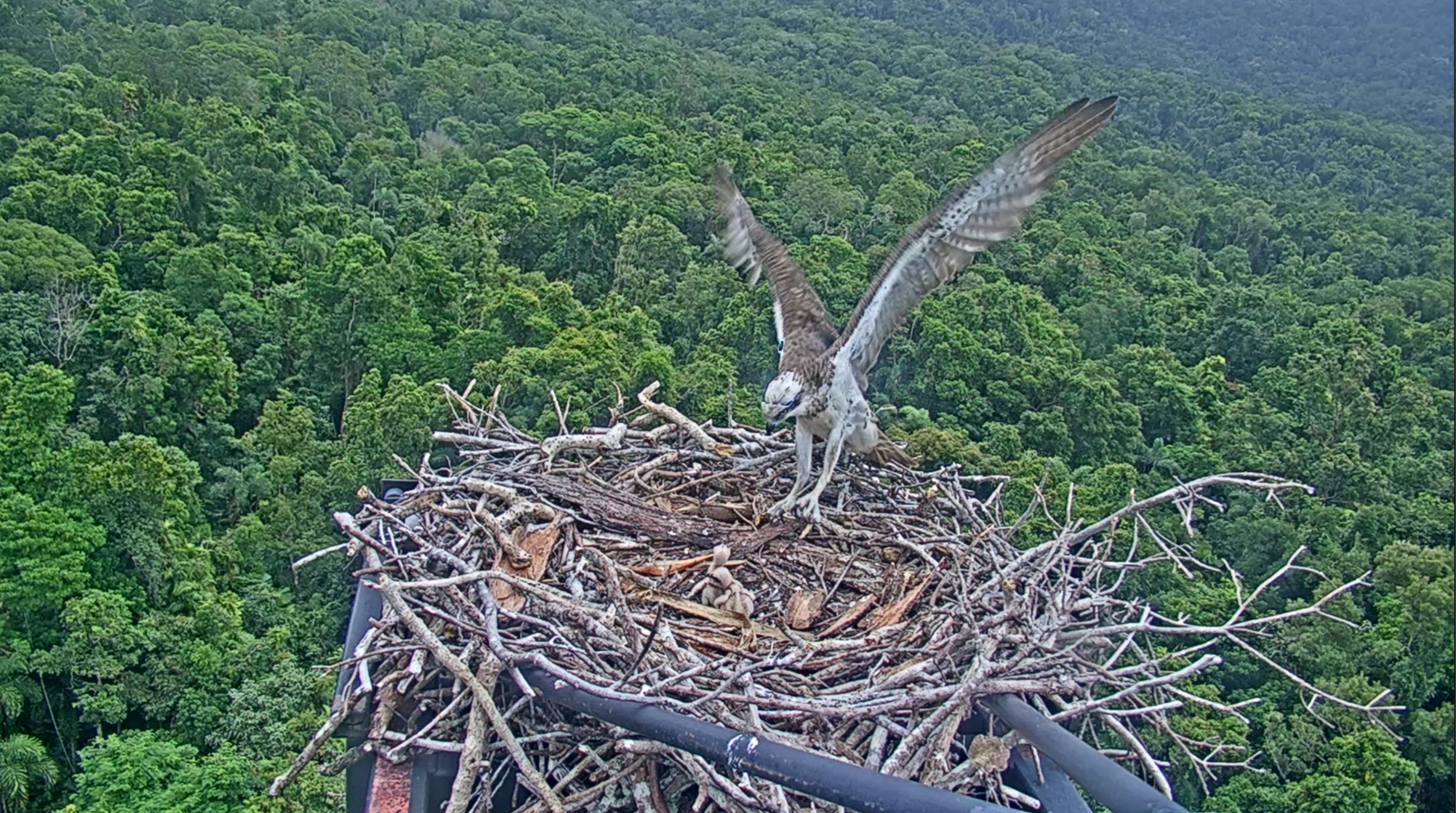 Osprey chicks