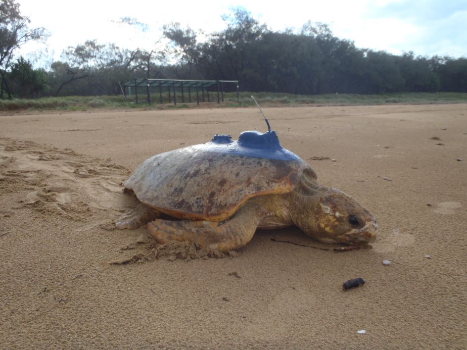 Turtle with tracking unit