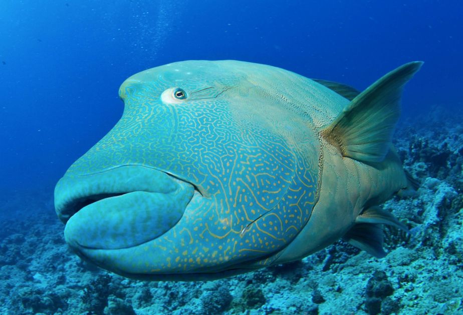 A large, blue reef fish swims towards the camera. 