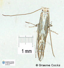 Image of Epicephala moth