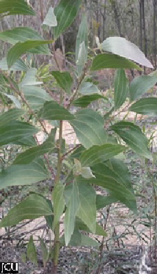 Acacia flavescens 