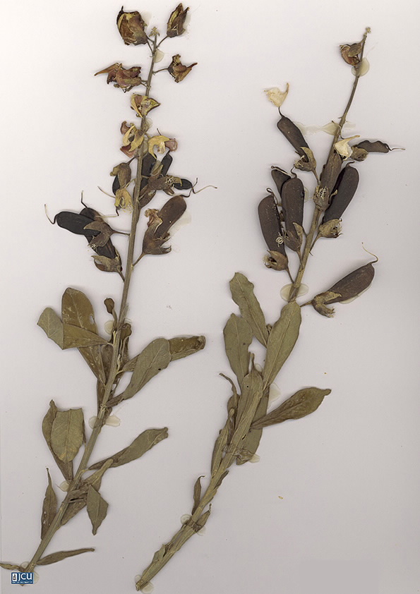 Image of Crotalaria retusa