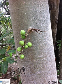 Image of Ficus racemosa