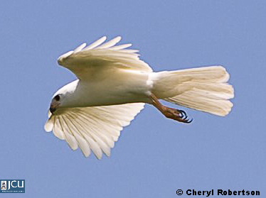 Iamge of white goshawk in flight