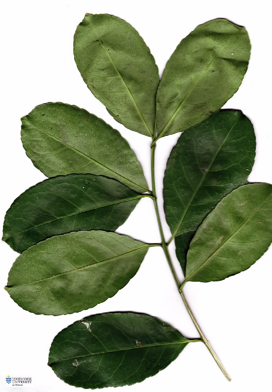 Scanned image of Eleaodendron melanocarpum