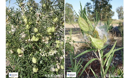 Images of Gomphocarpus sp.