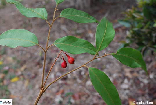 Image of Mischocarpus exangularis
