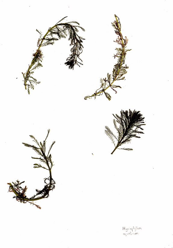 Scans of Myriophyllum aquaticum