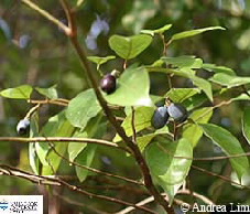 Image of Endriandra fruit