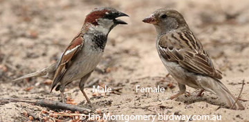 Male and Female Sparrows