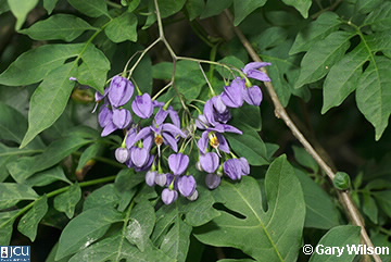 Image of Solanum seaforthianum