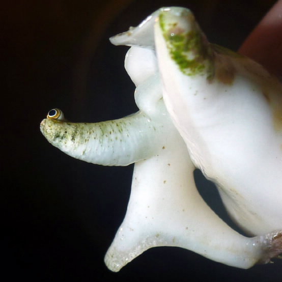 human holding snail. 