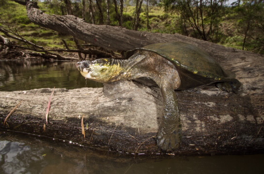 White-throated snapping turtle on log. 