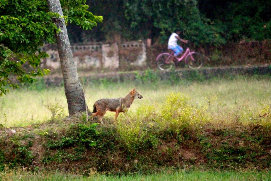 Photo of a golden jackal with a person riding a bike in the distance