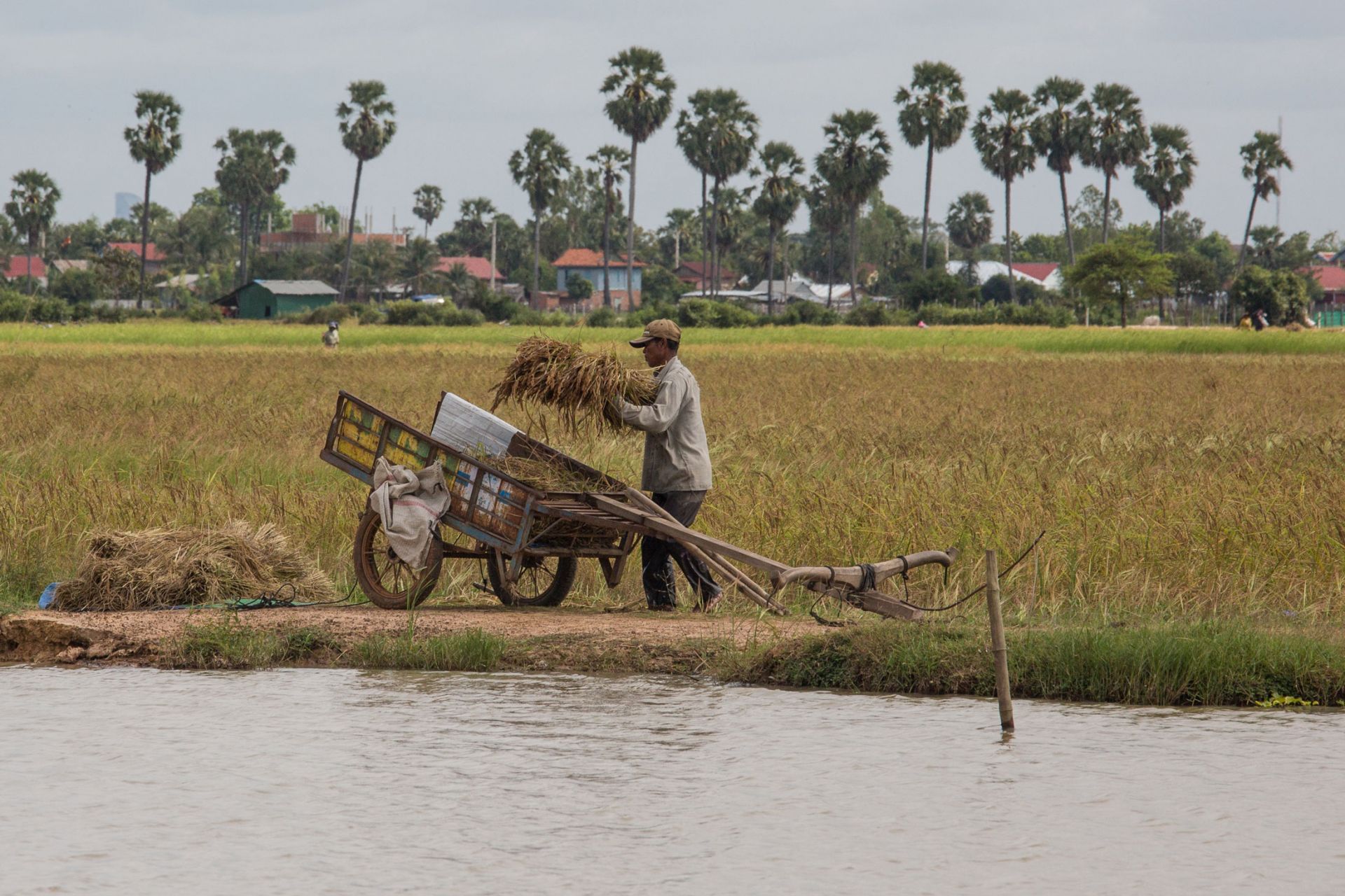 Long shot of a man in a field carrying a bale of rice to put in a wooden cart.
