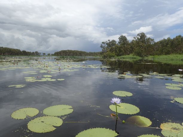 A North Queensland river with lily pads.
