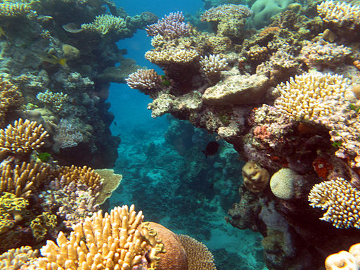 Coral reef zones