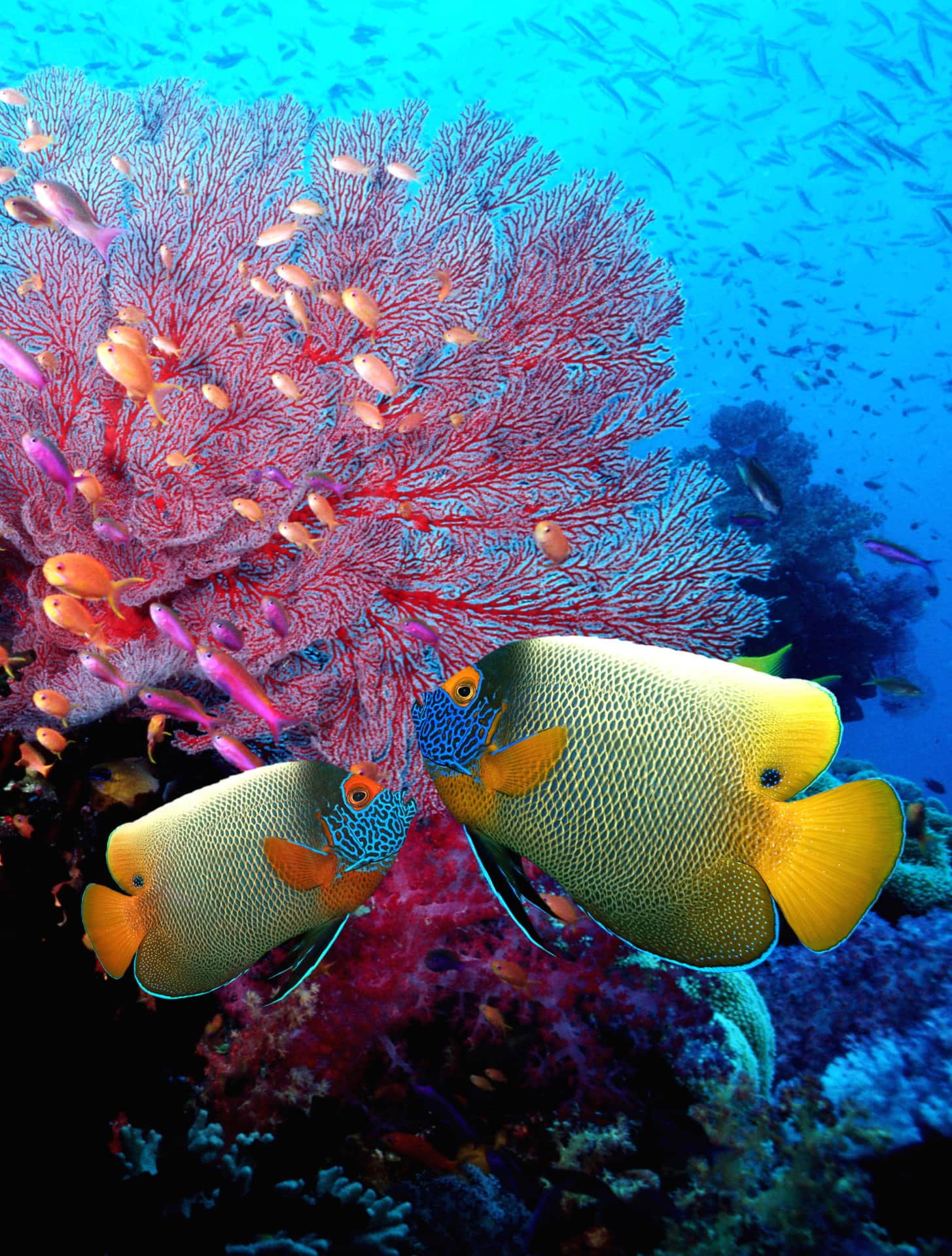 Fish at a coral. 