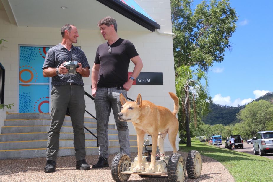 JCU Area 61 equipment and design specialist Wayne Morris and embedded systems specialist Russell Warburton with a ‘remote control dingo’ used to encourage protective behaviours in young cow mothers.