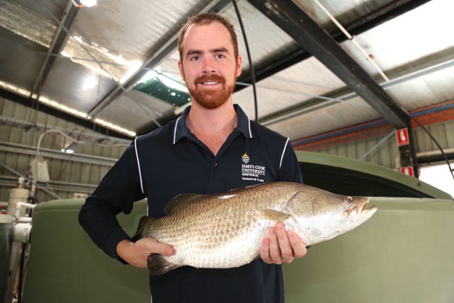 JCU PhD Candidate Jarrod Guppy holds an anaesthetised male barramundi that is about two-years-old from JCU’s Marine and Aquaculture Research Facility in Townsville.