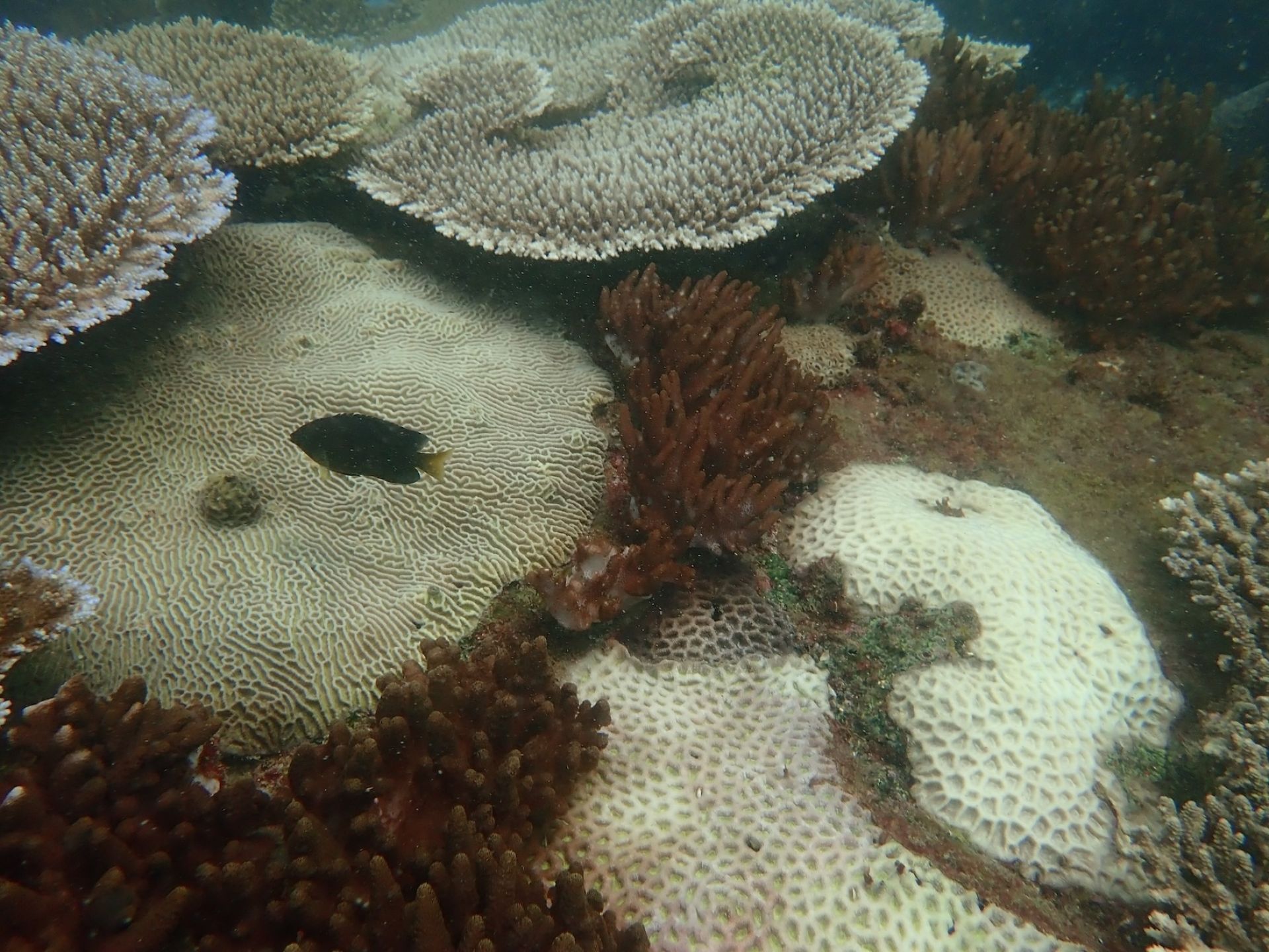 The JCU team surveyed 27 sites at the Keppel Islands, with most sites showing signs of bleaching, and only deeper areas of reefs relatively unimpacted by heat stress. PICTURE: TropWATER/JCU