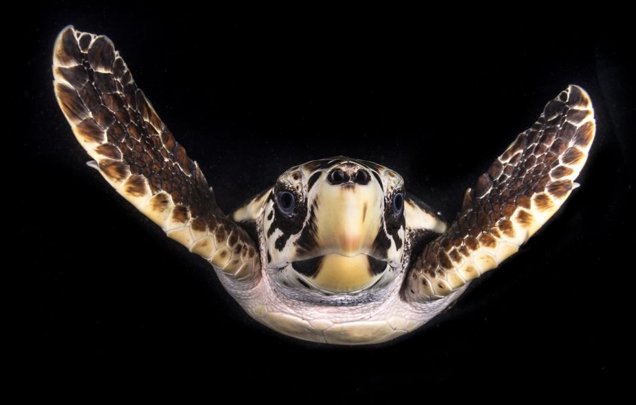 JCU's loggerhead turtles are fast growing up. PICTURE: Matt Curnock