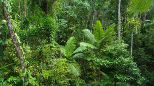 Rainforest in conservation.  image