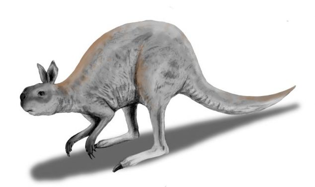 Why did Australia's megafauna become extinct? - Feb 2016 - JCU Australia