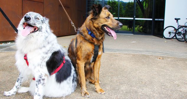 Pancho and Barkley, dogs, outside The Cairns Institute.