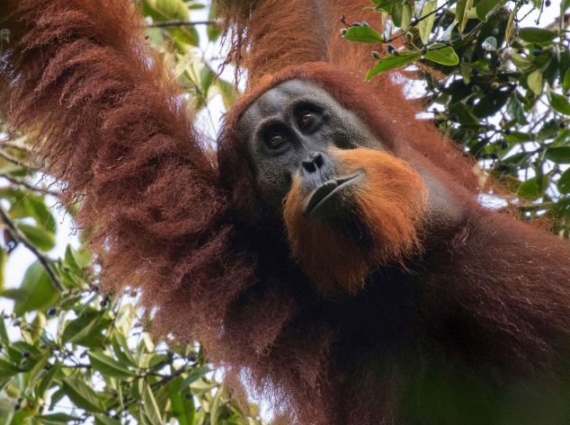 A Tapanuli Orangutan hanging in a tree