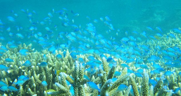 Blue fish swimming around coral