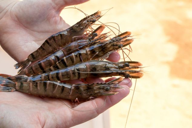 five prawns are fanned out on the palm of a hand