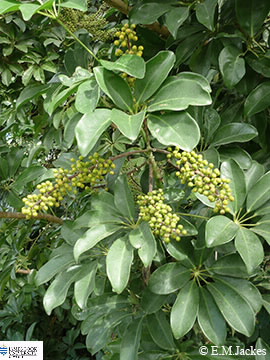 Image of Schefflera arboricola